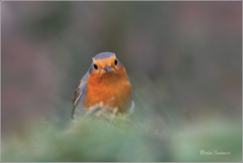 <p>ČERVENKA OBECNÁ (Erithacus rubecula) ------- /European robin - Rotkehlchen</p>